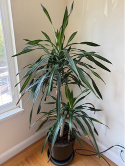 5+ft Dracaena