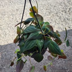 Philodendron Micans Plant 6" Pot $5 Each