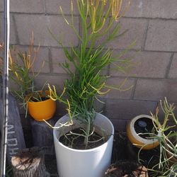 Stunning Large Pencil Plant In Mid Century Modern Planter