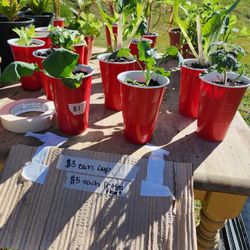 Plant Sale 