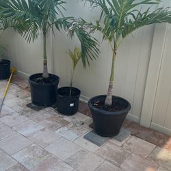 Palms , Palms Different Sizes $1