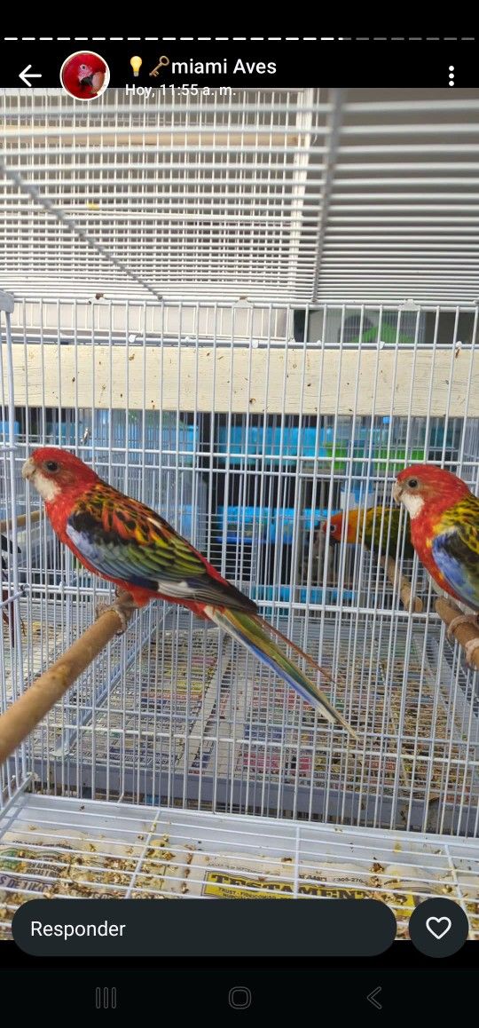 Bird Cage