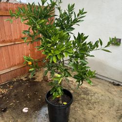 15gallon potted Satsuma Mandarin