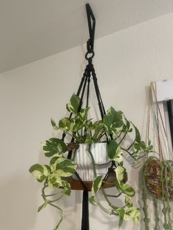 hanging planters