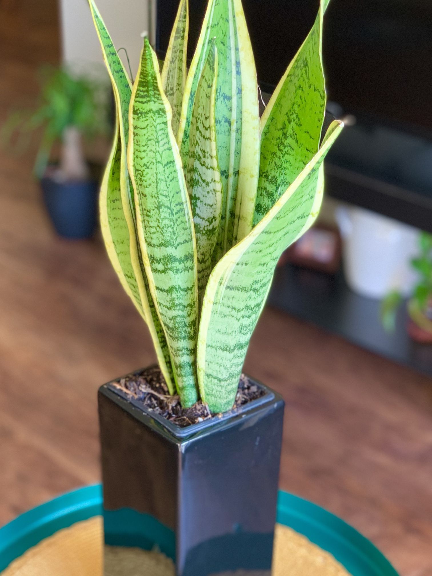 Snake Plant 24” Beautiful Indoor plant(price including delivery and pot)