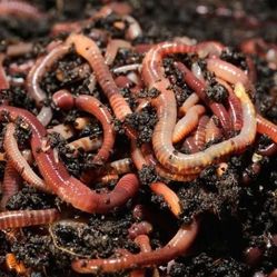 Red Wiggler Worms