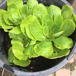 Healthy Organic Chinese Cabbage Plants
