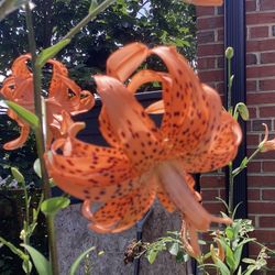 Orange Tiger Lily plants - lilies  They are blooming right now. They prefer sun. Very easy to grow. They can be 5 feet tall. They look gorgeous with t