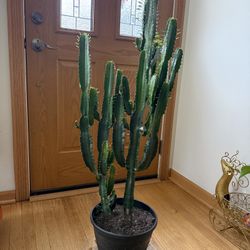 Over 3ft - 2 Cathedrals Cactus 