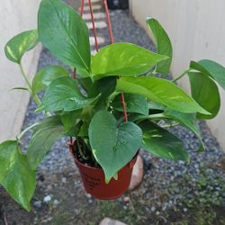 4" Pothos 'Golden' (C)