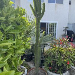 Large Ocotillo Plant