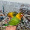 Love Bird Available .