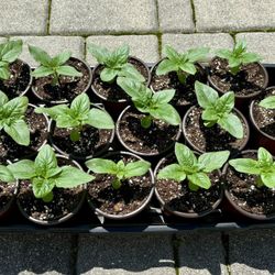 Dwarf Sunflower Starter Plants in 4" Pots