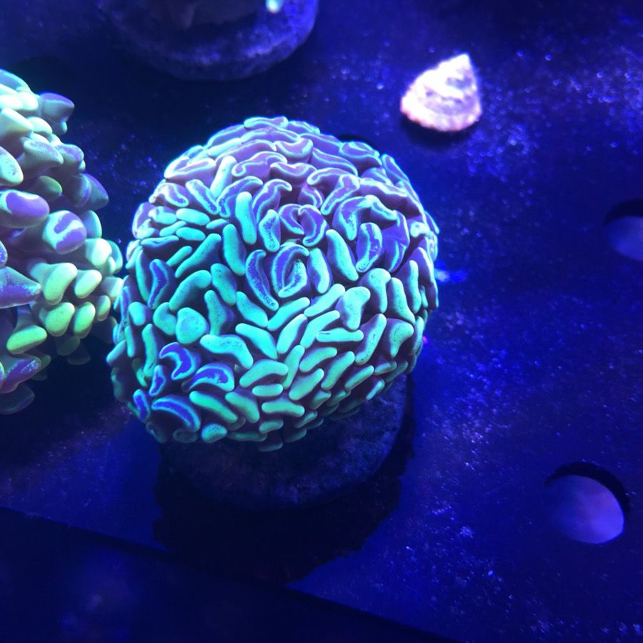 Live coral!! Best prices!