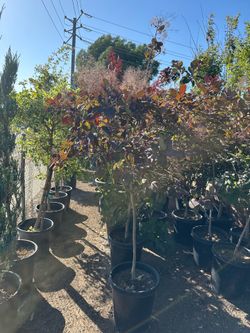 Royal purple smoke tree