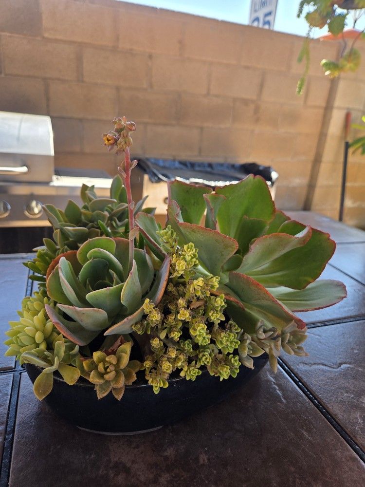 Decoration Suculents Plants Mix 