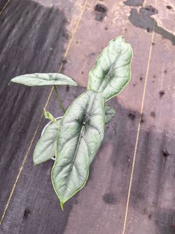 alocasia puncakborneensis