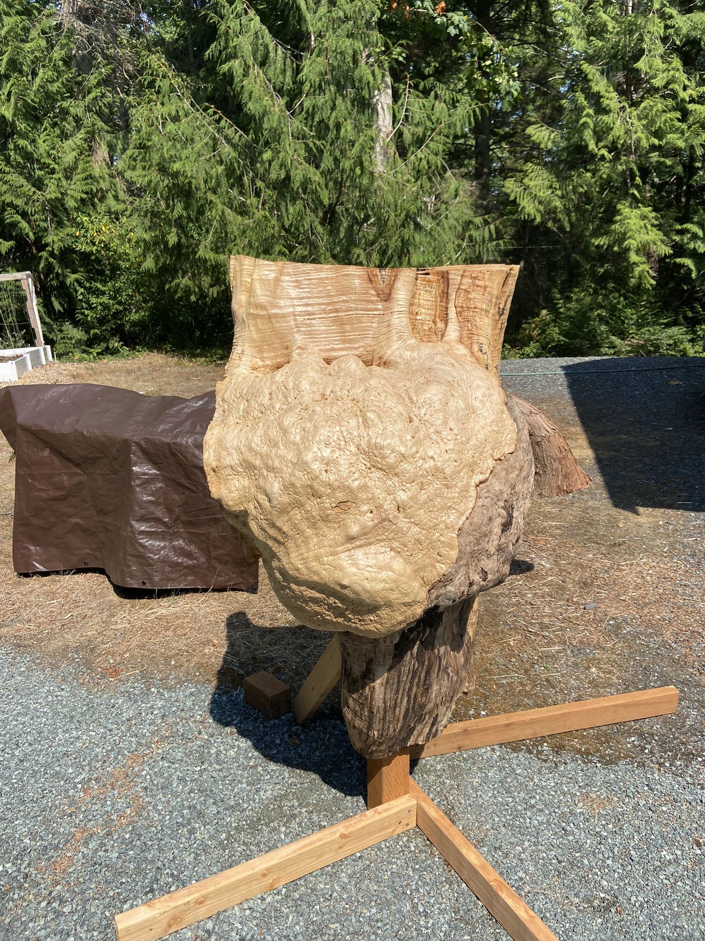 Large Big Leaf Maple Burl