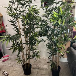 Bamboo Plants