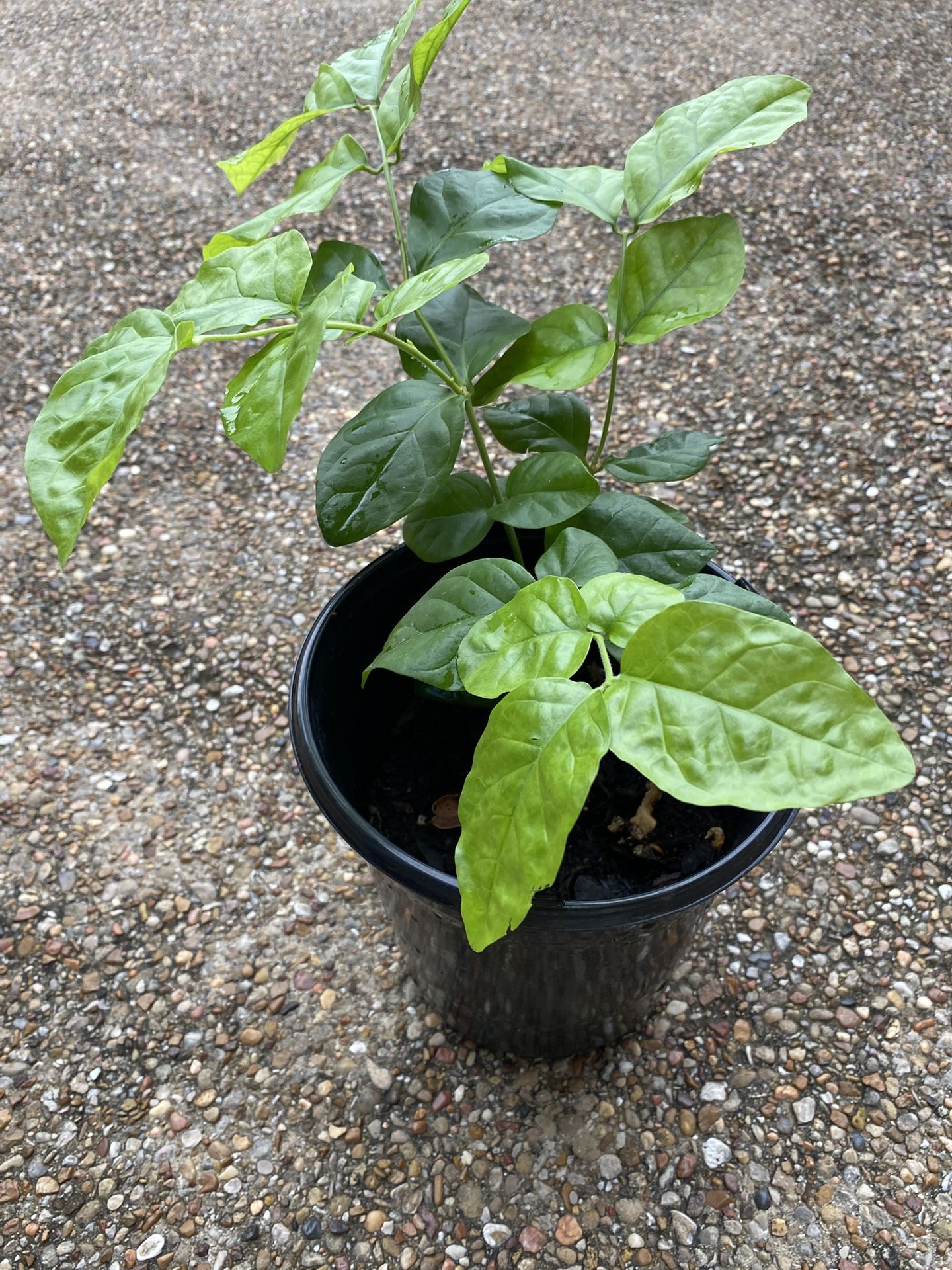 Arabian Jasmine Plant