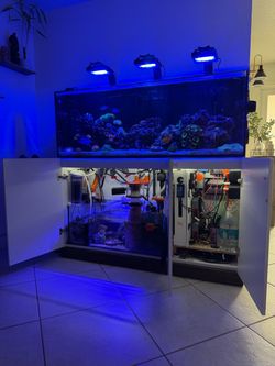 Red Sea Reefer 450 Complete High-End Reef Aquarium – Fully Running