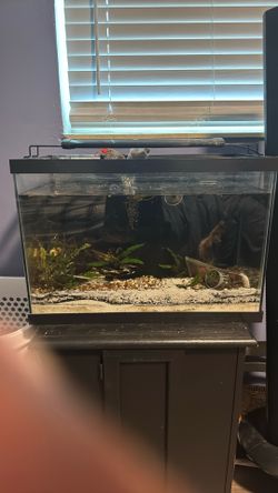 Fish Tank With Stank