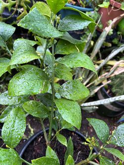 Eureka Lemon Tree/ Árbol de Limon