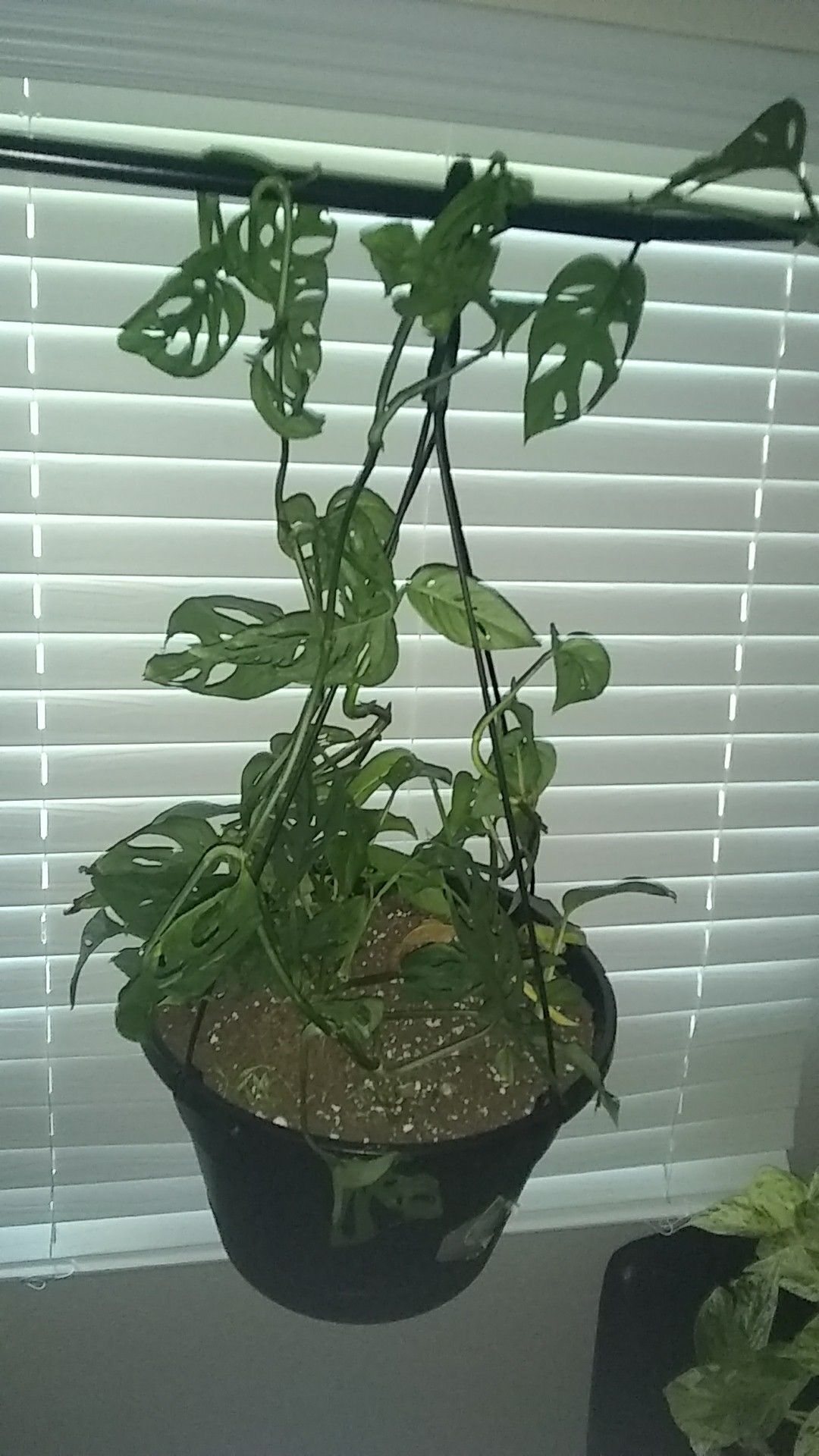 Rare Swiss cheese plant - monstera adansonii (freidrichstalii) mother of pearl pothos green vine indoor plants hanging pots containers inside plants