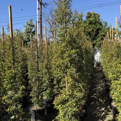 Eugenia Privacy Hedge 