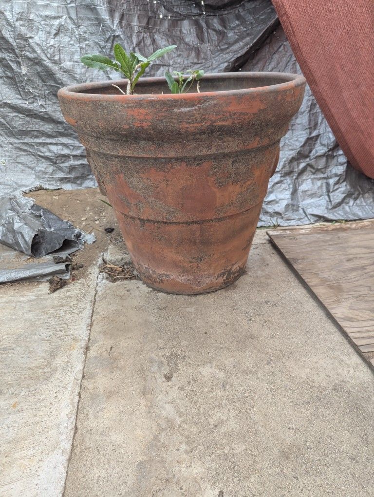 Huge Flower Pot