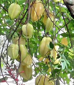 Organic Carambola Starfruit Five Fingers