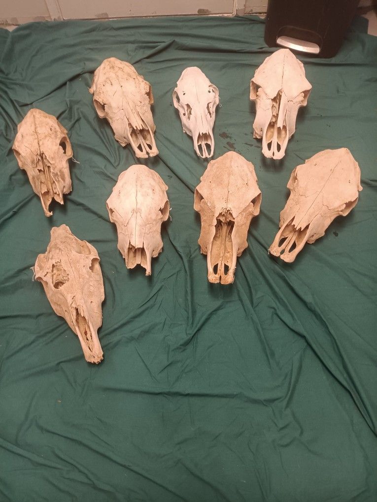 Cow skulls for decorating