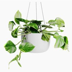 New Hanging Planter 8 inch (White) - Ceramic Hanging Pots for Plants - Ceiling & Wall - Flower Pot Outdoor & Indoor Hanging Plant Holder, $25 Or Best