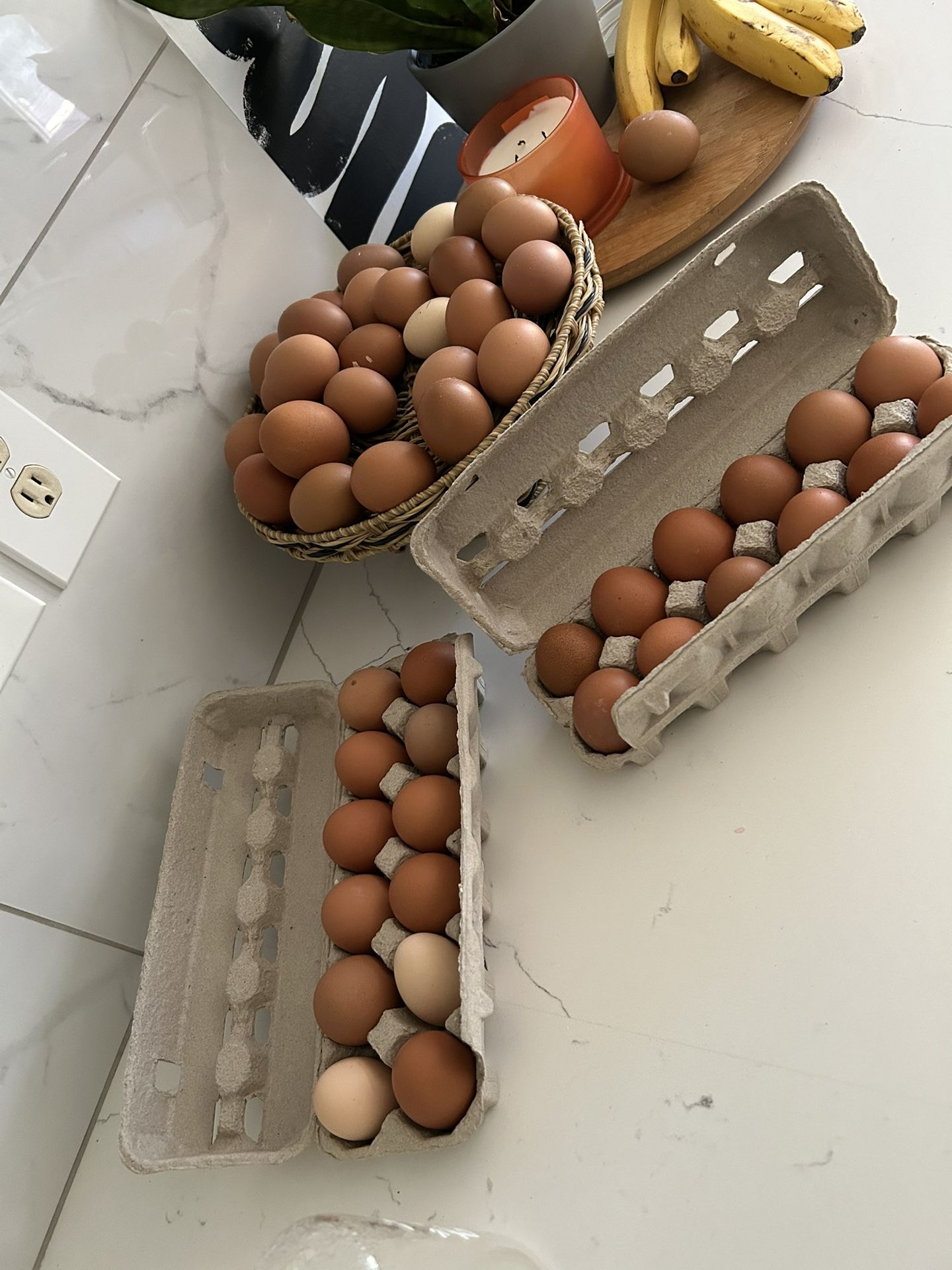 Fresh Organic Eggs