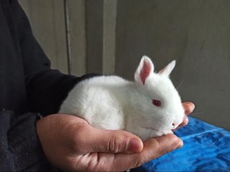 New Zea Land Rabbit