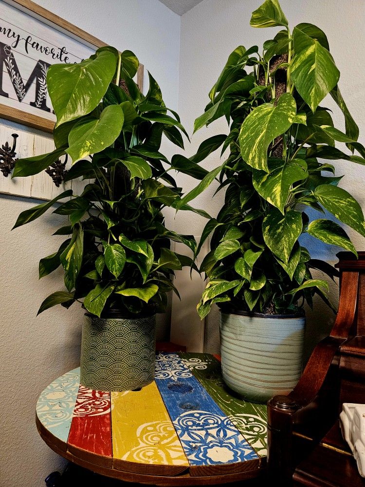 Giant Sized Hawaiian Potho Plants In Big Ceramic Pots