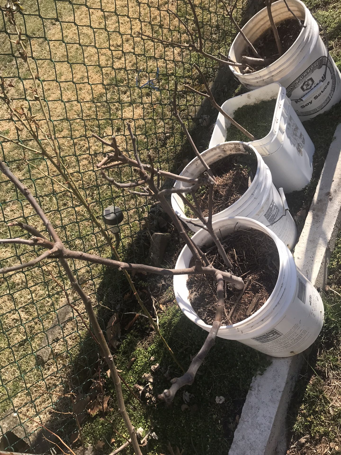 Fig Tree