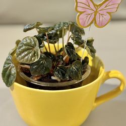Peperomia In Bright Yellow Mug