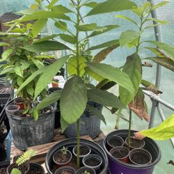 Russell Avocado Tree