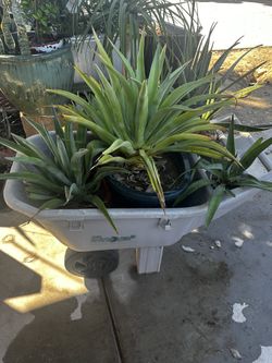 Agave angustifolia, Caribbean agave, Agave attenuata,  foxtail agave,octopus agave.