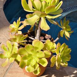 Beautiful Succulents In Clay Pot 