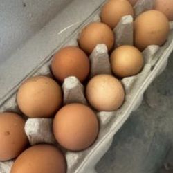 Free Range Eggs! 