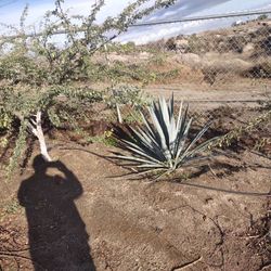 Agave Tequilana is a species of agave commonly known as the "Blue Weber Agave." About 3 Years Old 