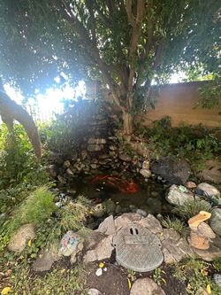 Pond maintenance and clean up