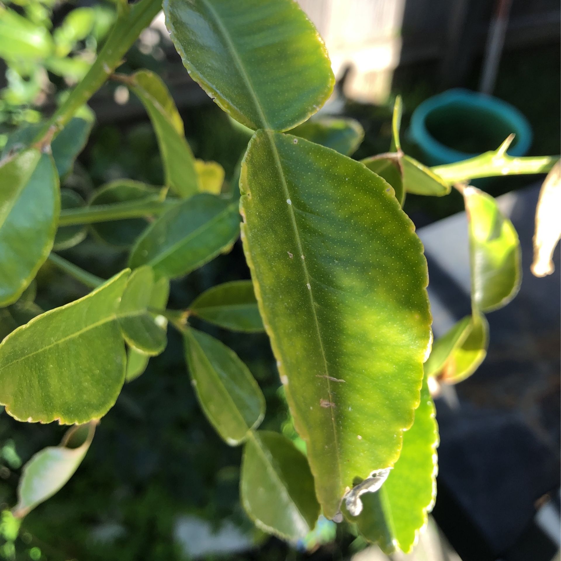 Lime Kafeer π Leaf. $75 Pound