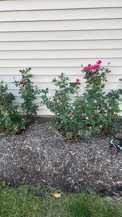 Free Plants, Roses, Hosta, Karl Forester