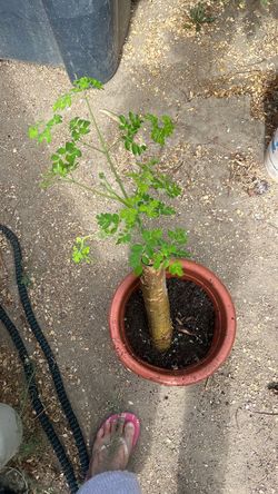 Moringa/malunggay tree