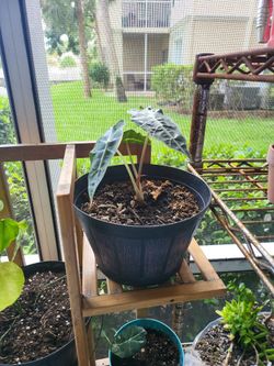 Alocasia Amazonica Elephant Ear Plant