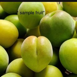 Japanese Ume plum fruit tree plant