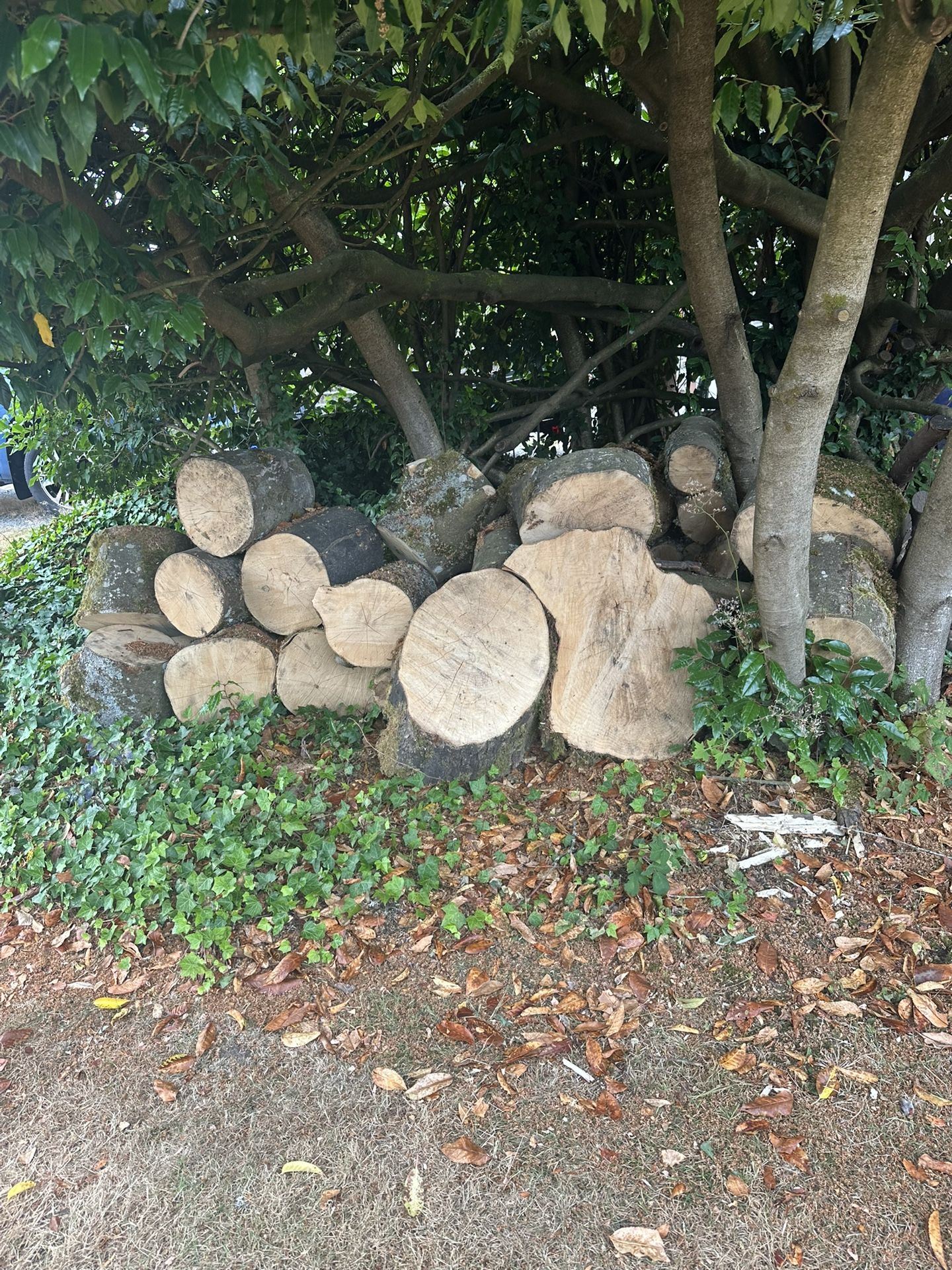Free Wood
